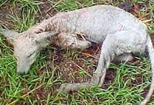 В Черниговской области убили чупакабру