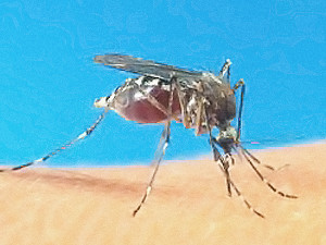 Укус комара может стоить жизни