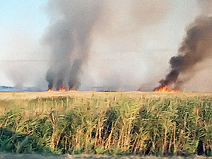 Милиция в недоумении: украинцы сознательно поджигают поля и траву