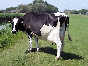 В Одесской области коровы взрываются от обжорства