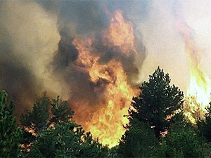 В лесном пожаре на Днепропетровщине обвинили лесников