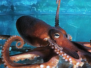 В Питерском океанариуме поселился осьминог, который тоже предсказывает результаты футбольных матчей