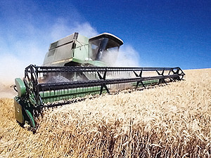 Украинские зерно, сахар и семена подсолнуха пойдут на экспорт