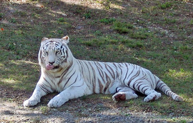 В Ялтинском зоопарке поселился бенгальский тигр