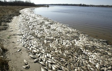 На побережье в Коблево выбросились миллионы бычков, камбалы и медуз