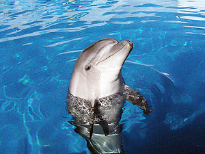 Дикий дельфин, попросившийся в Севастопольский океанариум, пошел на поправку