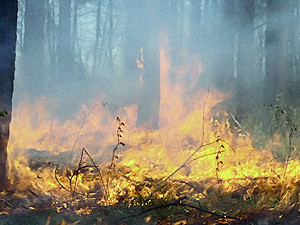 Украина достигла пика жары и пожароопасности