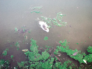 Бактерия, найденная в днепровской воде, не может вызвать заболевание холерой