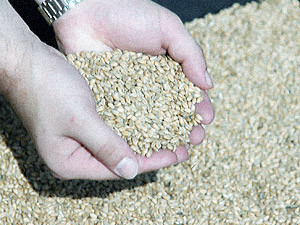 Зерновые экспортеры пытались обмануть государство на $7 миллионов