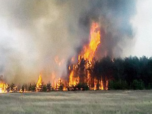 На Харьковщине сгорел хвойный лес