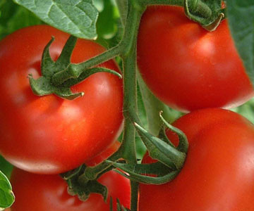 Ученые изобрели помидор, который не портится без холодильника