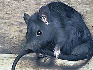 Понедельник, 30 августа, - день Черной Крысы