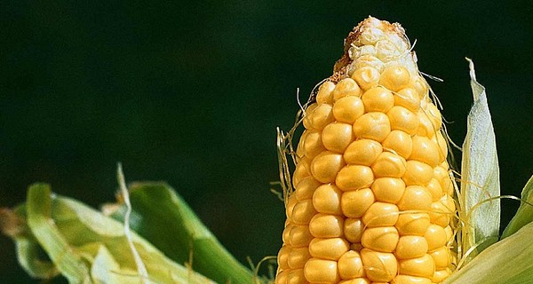 В Винницкой области ушлый пенсионер выращивал коноплю прямо в кукурузе