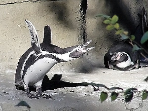 Новые смерти в столичном зоопарке: погибли три пингвина
