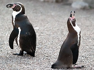 В Киевском зоопарке погибли три пингвина