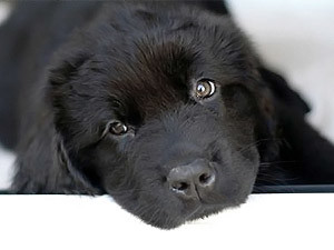  Четверг, 9 сентября, - день Черной Собаки