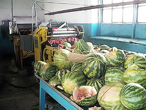 Винницкие стражи порядка конфисковали у азербайджанца 14 тонн гнилых арбузов