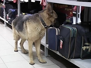 В «Борисполе» собака унюхала кокаина на 3 миллиона