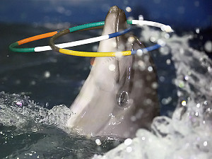 Дельфинарий «Немо» закрывают