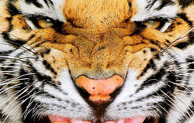 В киевском зоопарке пройдет День Тигра