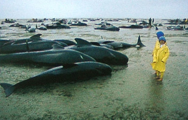 Новую Зеландию атакуют киты-самоубийцы