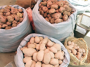 Клюев пришел на рынок - и картошка подешевела втрое