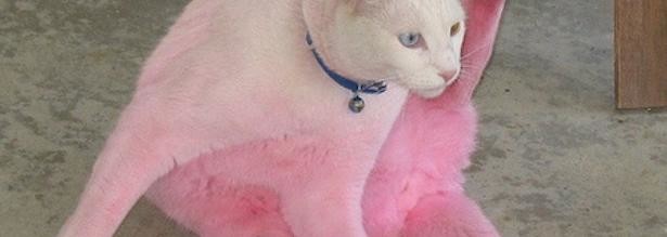 В Британии на одной из городских улиц поймали розовую кошку 