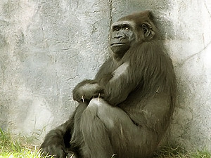 Киевских обезьян решили отогреть: батареи в зоопарке включат раньше обычного