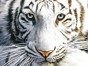 Четверг, 7 октября, - день Белого Тигра