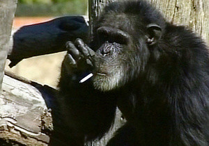 Умер знаменитый шимпанзе-курильщик 
