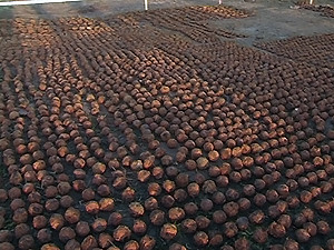 В Черновцах на стройке нашли 8 тысяч гранат