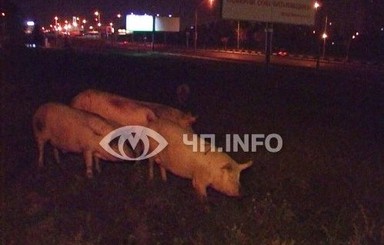 В Киеве перевернулся грузовик со свиньями