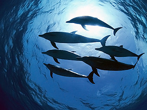 Экологи требуют от Януковича признать дельфинов украинцами