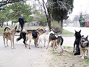 В Киеве возле памятника Проне Прокоповне женщину чуть не загрызла стая собак