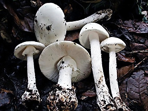 В Одесской области интернатовские дети отравились сырыми грибами