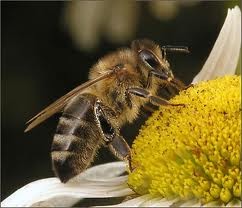 В Тернополе установили двухметровую пчелу