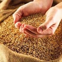 Украина обменяет России фуражное зерно на пшеницу