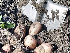 Украина будет вывозить в Россию картошку?