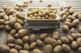 Цена на картошку упала на 12%