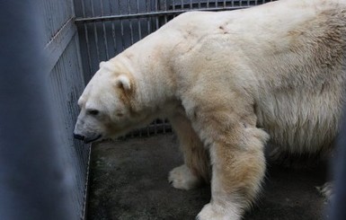 В московском зоопарке расстреляли белого медведя