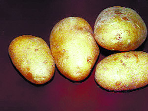 Диетологи оправдали картофель!..