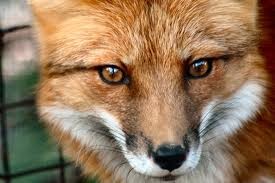 В Мариуполе охотника искусала бешеная лисица