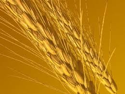 В Кабмине продлят действие квот на экспорт зерна до следующего года