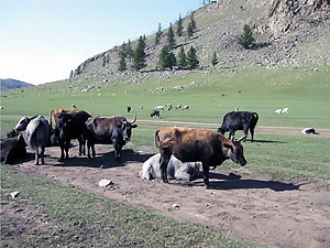 В Украину запретят везти монгольских животных, восприимчивых к ящуру