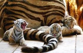 К следующему году Тигра на Земле может не остаться этих животных