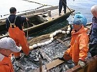 В Азовском море пиленгас не ловится 