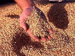 Минэкономики хочет увеличить экспорт зерна в СНГ и Македонию