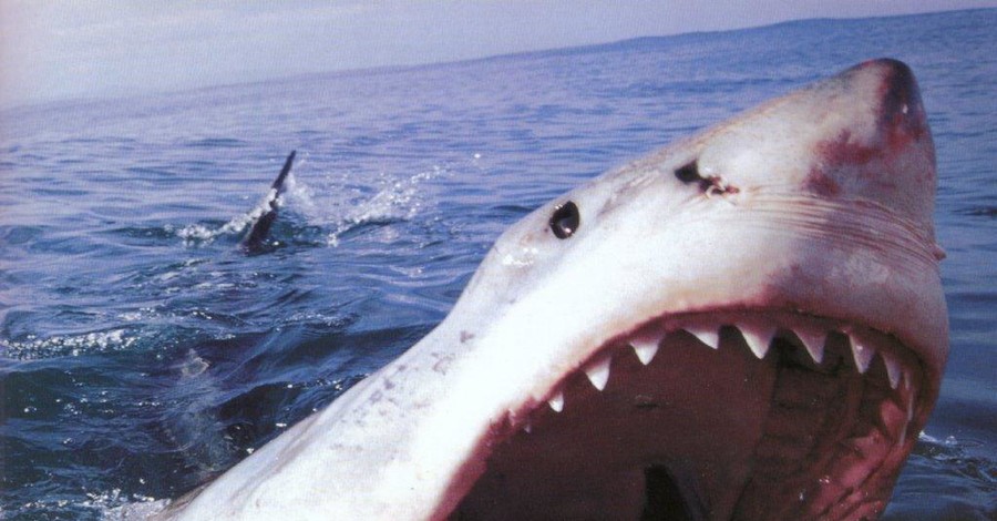В водах Красного моря поймали еще одну акулу