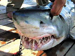 В египетском Шарм-эль-Шейхе ищут акул-убийц