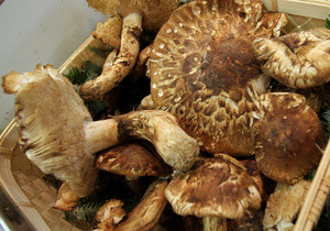 В Херсонской области мама с детьми отравилась грибами 